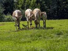 A Herd Of Rare Equus Hemionus Onager, Persian Wild Ass, Graze On Green Grass