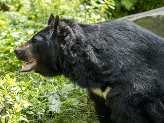 Wall Mural - Portrait of a big Asian bear with a white bib, Asian black bear, Ursus thibetanus,