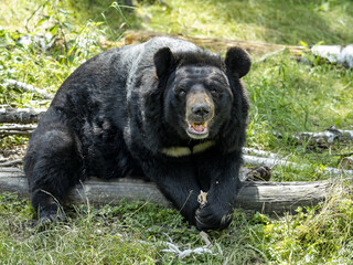 Wall Mural - Portrait of a big Asian bear with a white bib, Asian black bear, Ursus thibetanus,