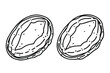 Two abalones. Vector line art illustrations set.
