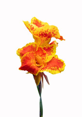 Wall Mural - Orange and yellow Canna lily flower