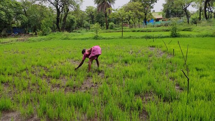 Farmer in the green rise field 