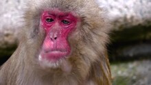 Close Up Of : Japanese Macaque Head Chewing Some Fruit.
