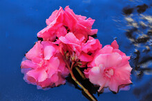 Sprig Of Fuchsia Flowers Lying On The Water.
