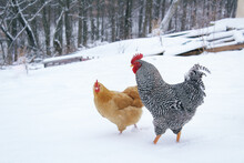 Buff Orpington Hen And Barred Plymouth Rock Rooster Together In Snow
