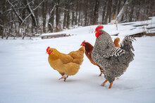 Barred Plymouth Rock Rooster In Snow With Two Hens