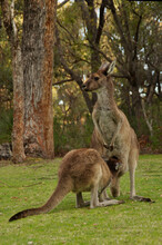 Yearling Joey Kangaroo Drinking From Its Mothers Pouch In Western Australia