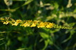 Common agrimony (Agrimonia eupatoria).Medicinal plant:Agrimonia eupatoria. Common agrimony