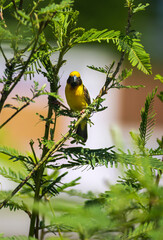 Wall Mural -  golden yellow-breasted bird is nesting on a tree.