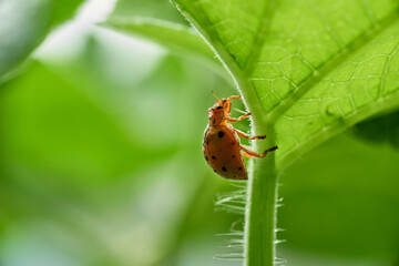 Wall Mural - Close-up view of the ladybug on the plant