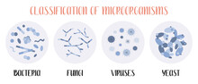Classification Of Microorganisms: Bacteria, Fungi, Viruses, Yeast. Microbiology. Vector Flat Illustration
