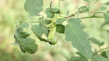 Tobacco Hornworm Pest Caterpillar Bug Eating Leaf Of Valuable Garden Crop Tomato Plant