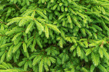 Spruce branches as a background. Fir branches close up.