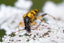 Close-up Detailed Photo Of A Yellow And Black Spotted Longhorn Beetle (Rutpela Maculata) On A White Wildflower