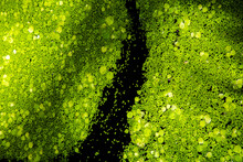 Duckweed Graphic Pattern Floating Over The Pond