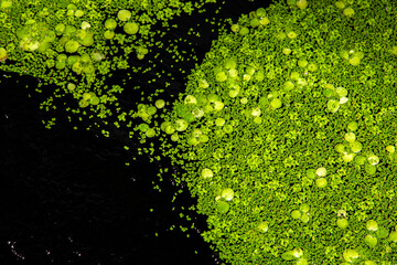 duckweed graphic pattern floating over the pond