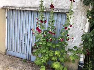 Wall Mural - altes Garagen Tor in Einfahrt mit stockrose 