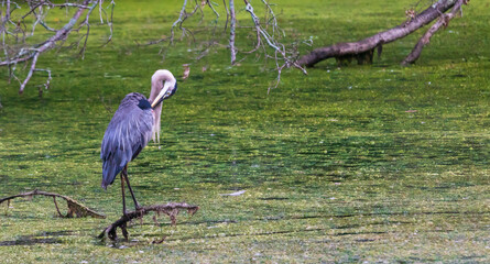 Wall Mural - Great blue heron cleaning itself