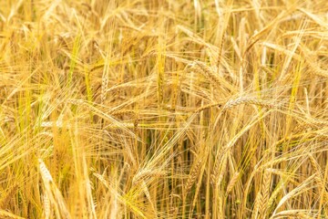 Barley (Hordeum vulgare) growing on filed, closeup of barley. Wheat filed in summer time. Growing corn on an agricultural farm.