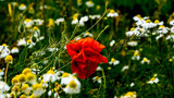 Poppy flowers among chamomile flowers