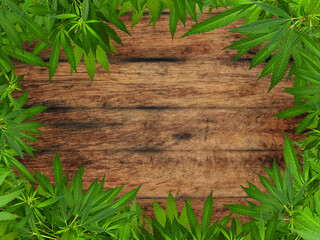 Frame of green cannabis leaves over wood