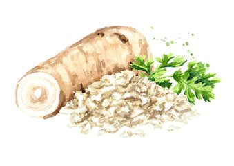 Horseradish root, grated horseradish and fresh herbs. Hand drawn watercolor illustration, isolated on white background