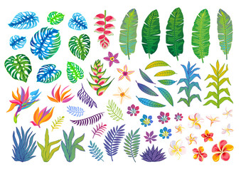 Set of abstract tropical plants, flowers, leaves. Vector design isolated elements. Wildlife colorful floral jungle. Rainforest art background. Hand drawn vector illustration