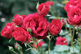 Fototapeta Krajobraz - czerwona róża