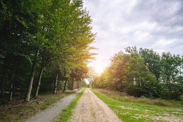 Wall Mural - Dirt road in a green forest in the spring