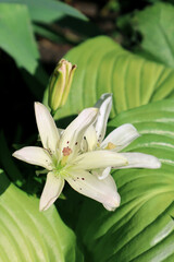 Two white lilies blooming in the garden
