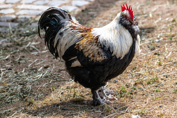 Male Faverolles Chicken (Gallus gallus)