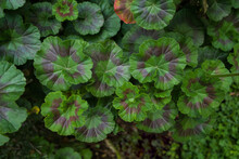 Background Of Bicolor Geranium Leaves