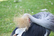 Kolorowy ptak Koronnik szary na zielonej trawie.