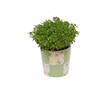 © Elba Cabrera - Greek basil in painted flower pot