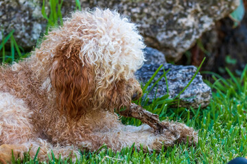 Poster - dog in the grass