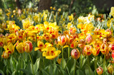 Fototapeta Tulipany - Beautiful flower bed of yellow and red tulips. Nature. Background.