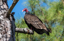 A Turkey Vulture Perched In A Tree.