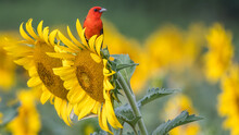 Scarlet Tanager Bird On A Sunflower