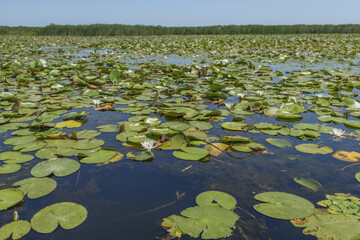 European white water lily (Nymphaea alba) in Danube river canal on the Vilkovo city