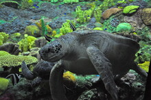 Giant Sea Turtle 
