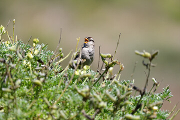 Poster - Song Sparrow aka Melospiza melodia singing with bill wide opened