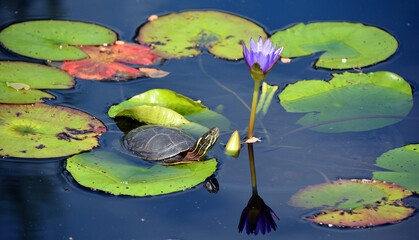 the northern map turtle (graptemys geographica), or common map turtle is an aquatic turtle in the fa