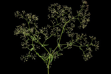 Twig with flowers of Gypsophila  (Baby's-breath flowers), isolated on black background