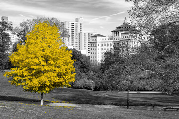 Wall Mural - Big yellow tree in black and white landscape scene in Central Park, New York City