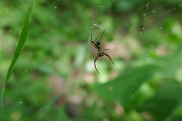 Ornate colorful spider close-up in spider web underside