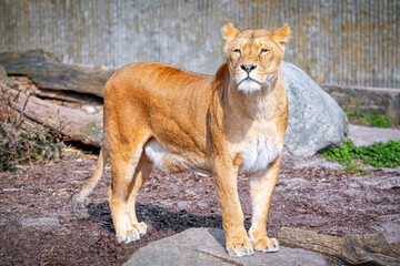 Young Lioness looks away . Lioness with Sad Face 