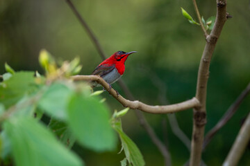 Crimson Sunbird