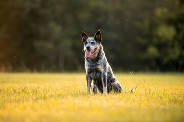 Australian Cattle Dog Blue Heeler sitting in a grassy field at sunset