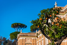 Orange Tree At Vatican