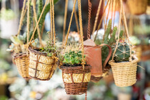Cactus Succulents In A Planter Hanging